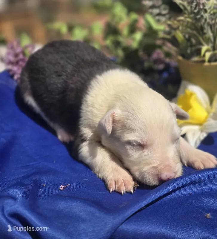 Slade – Border Collie puppy for sale in Rock, KS