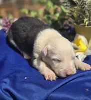 Slade, a male Border Collie for sale in Rock, KS – Photo 1 of 5