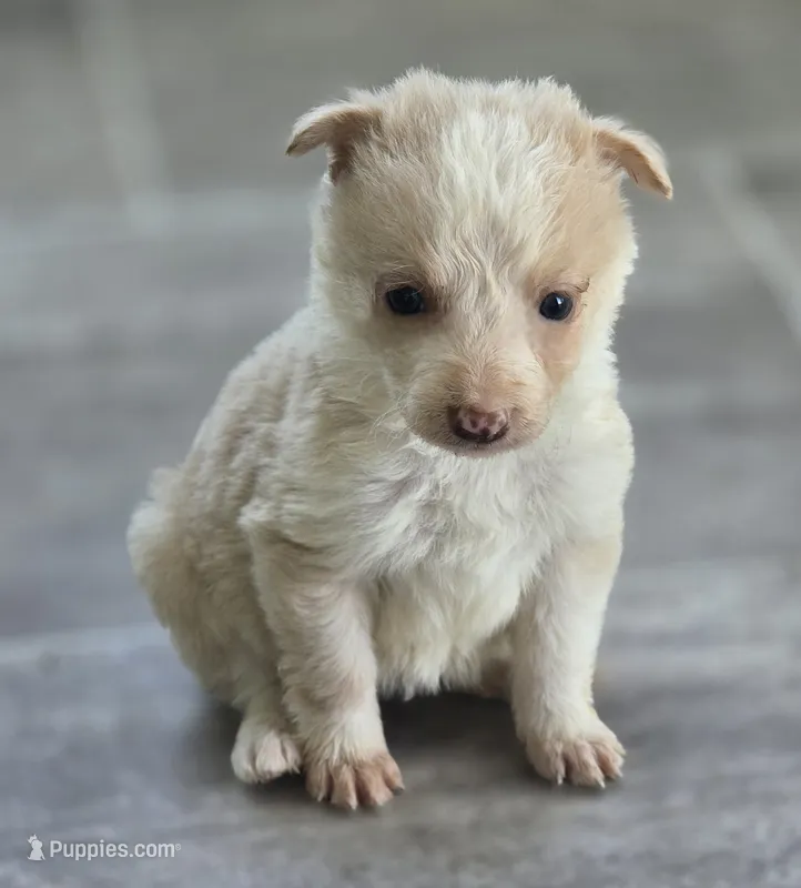 Sunny – Border Collie puppy for sale in Rock, KS