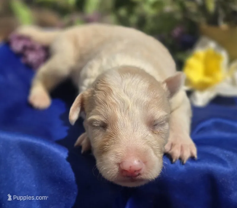Sergio – Border Collie puppy for sale in Rock, KS
