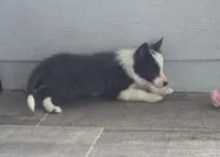Dax, a male Border Collie for sale in Douglass, KS – 9 of 9