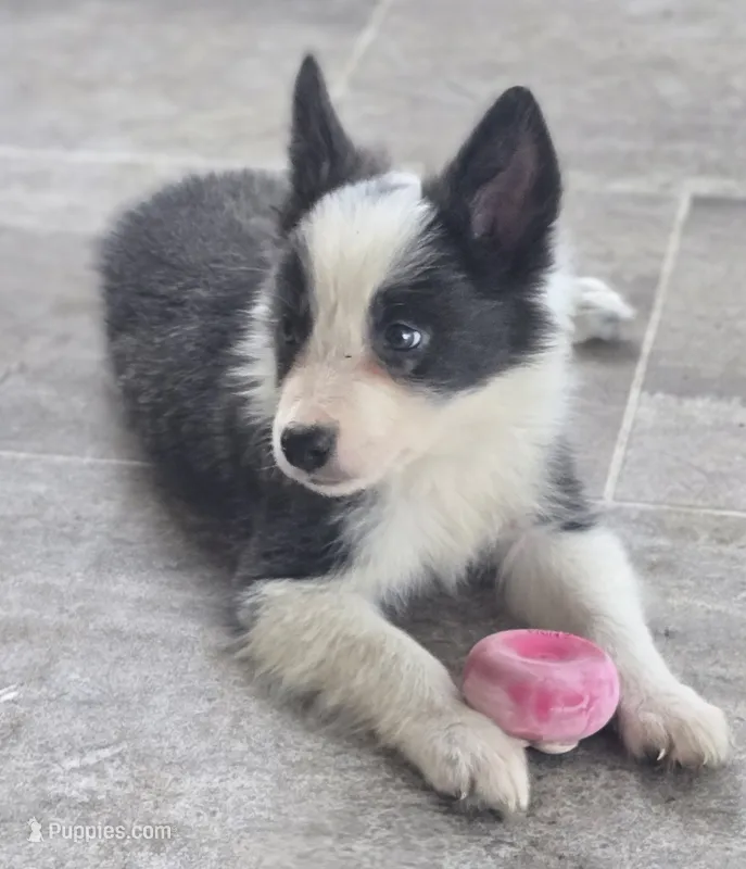 Dax – Border Collie puppy for sale in Douglass, KS
