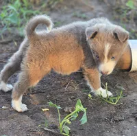 Sage , a female Border Collie for sale in Rock, KS – 2 of 9