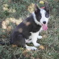 Dax, a male Border Collie for sale in Douglass, KS – 4 of 9