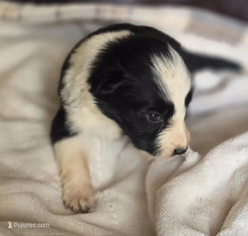 Hammy – Border Collie puppy for sale in Rock, KS