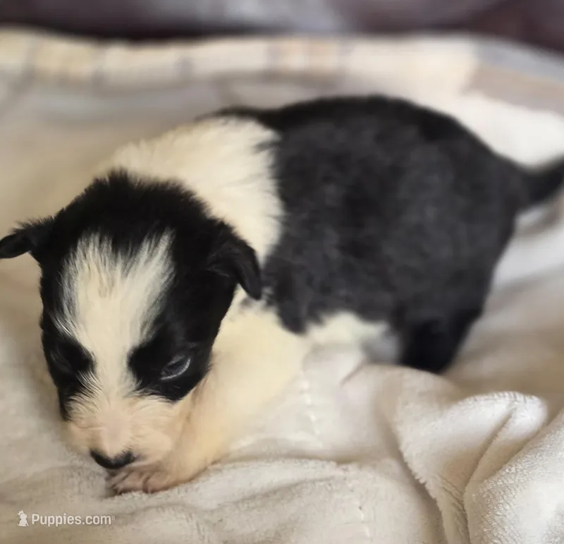 Hammy – Border Collie puppy for sale in Rock, KS