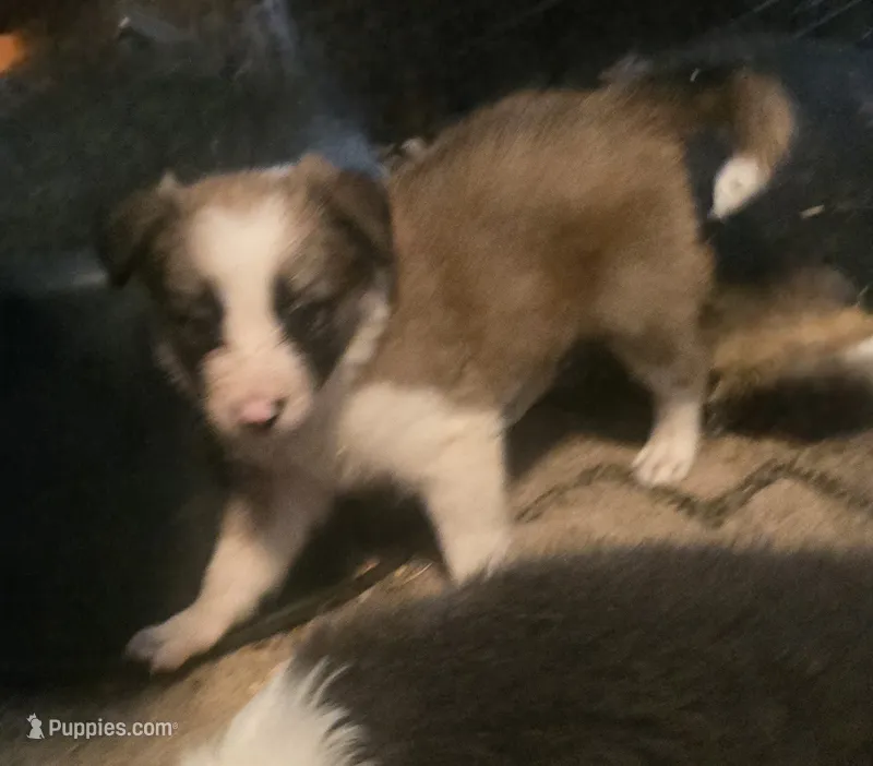 Damon – Border Collie puppy for sale in Rock, KS