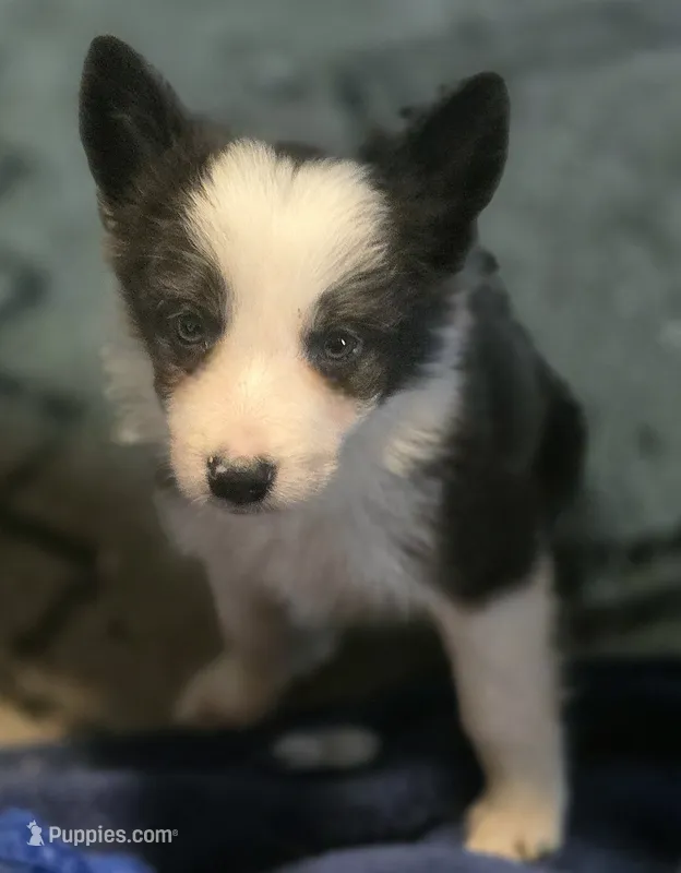 Dax – Border Collie puppy for sale in Rock, KS