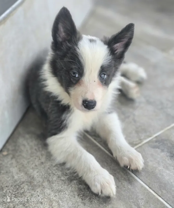 Dax – Border Collie puppy for sale in Rock, KS