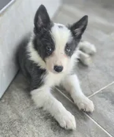 Dax, a male Border Collie for sale in Douglass, KS – 6 of 9
