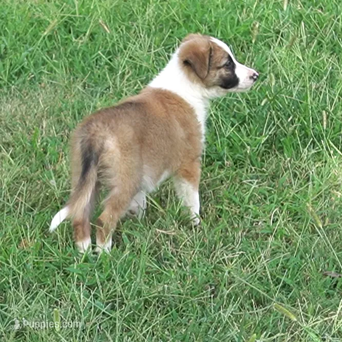Doby – Border Collie puppy for sale in Douglass, KS