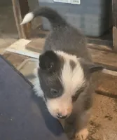 Dax, a male Border Collie for sale in Rock, KS – 2 of 2