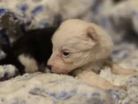 processed/daa0828e-9ec7-4d79-9ecf-45448d07f433/listing/bb62d57c-179e-4900-958a-a3160869cfe9/8c0643a5-f2f4-4aac-aad8-011dc99dbcbd