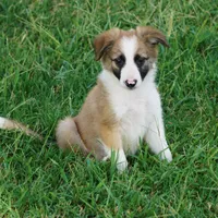 Doby, a male Border Collie for sale in Rock, KS – 2 of 8