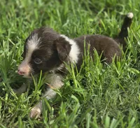 Destiny, a female Border Collie for sale in Rock, KS – 4 of 4
