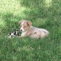 Dahlia, a female Border Collie for sale in Rock, KS – 2 of 5