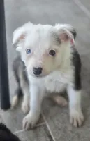 Shade, a female Border Collie for sale in Rock, KS – 5 of 9