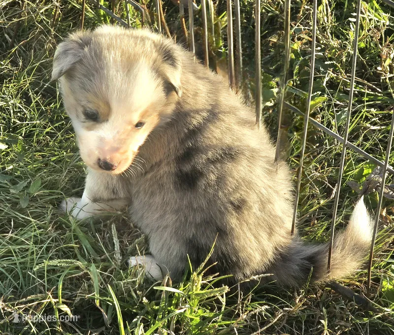 Fuschia, a female Border Collie for sale in Douglass, KS – 1 of 1