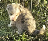 Fuschia, a female Border Collie for sale in Douglass, KS – 1 of 1