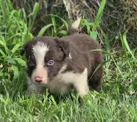 Destiny, a female Border Collie for sale in Rock, KS – 3 of 4