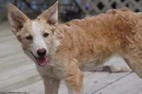 Sunny, a female Border Collie for sale in Douglass, KS – 2 of 5
