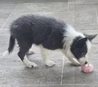 Dax, a male Border Collie for sale in Douglass, KS – 7 of 9
