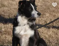 Rocky, a male Border Collie for sale in Rock, KS – Photo 3 of 3