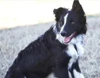 Rocky, a male Border Collie for sale in Rock, KS – Photo 1 of 3