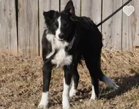 Rocky, a male Border Collie for sale in Rock, KS – Photo 2 of 3