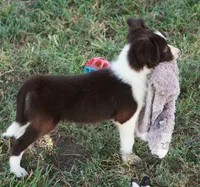 Destiny, a female Border Collie for sale in Rock, KS – 7 of 7