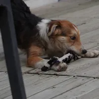 Samoa, a female Border Collie for sale in Douglass, KS – 2 of 7