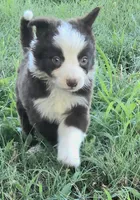 Sebastian , a male Border Collie for sale in Rock, KS – 6 of 9