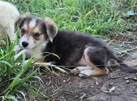 Samoa, a female Border Collie for sale in Douglass, KS – 6 of 7