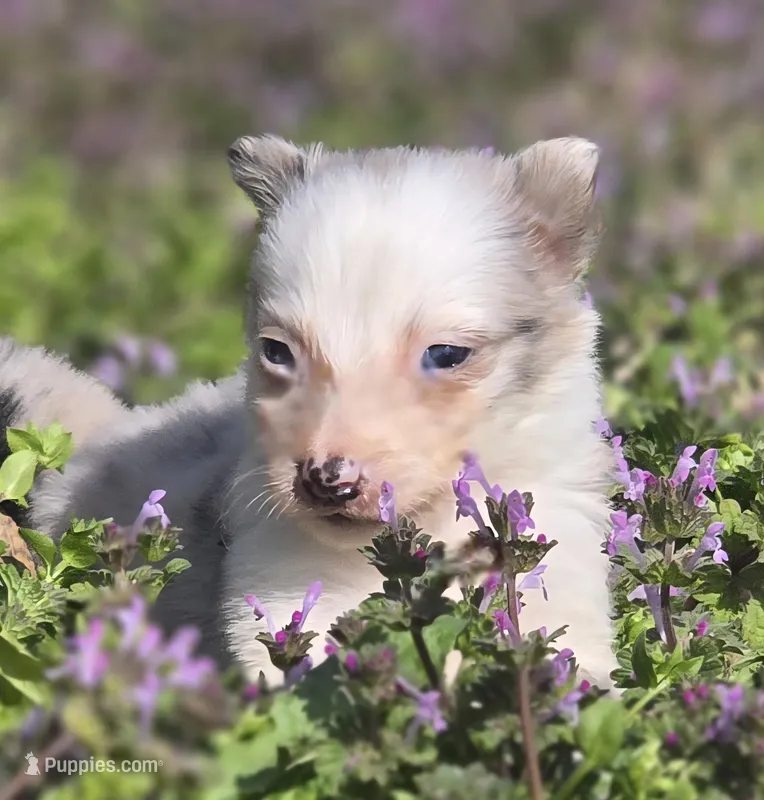 Hanna – Border Collie puppy for sale in Rock, KS