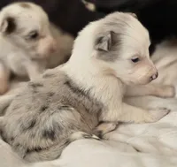 Hanna, a female Border Collie for sale in Rock, KS – Photo 3 of 3