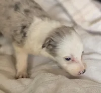 Hanna, a female Border Collie for sale in Rock, KS – Photo 2 of 3