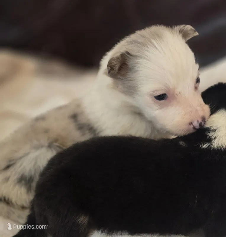 Hanna – Border Collie puppy for sale in Rock, KS