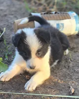 Sylvester , a male Border Collie for sale in Rock, KS – 4 of 10