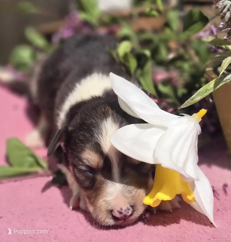 Samoa – Border Collie puppy for sale in Rock, KS