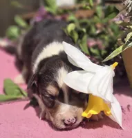 Samoa, a female Border Collie for sale in Rock, KS – Photo 1 of 5