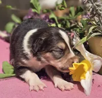 Samoa, a female Border Collie for sale in Rock, KS – Photo 2 of 5