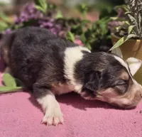 Samoa, a female Border Collie for sale in Rock, KS – Photo 5 of 5