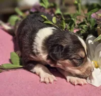 Samoa, a female Border Collie for sale in Rock, KS – Photo 4 of 5