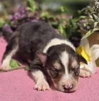 Samoa, a female Border Collie for sale in Rock, KS – Photo 3 of 5
