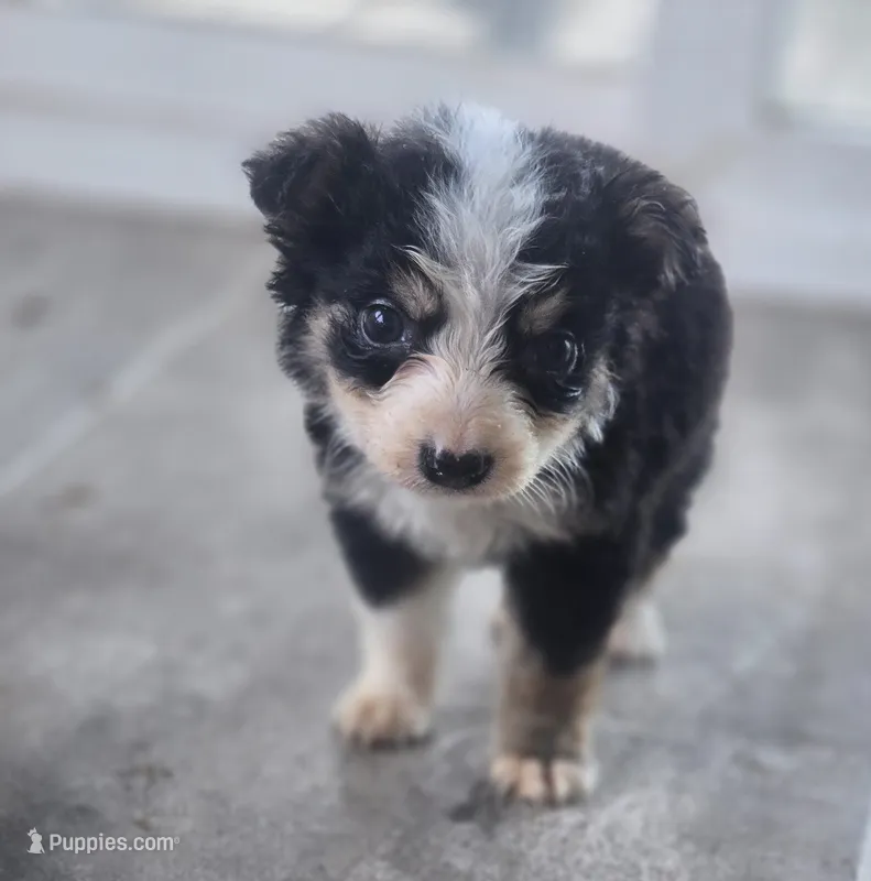 Samson – Border Collie puppy for sale in Rock, KS