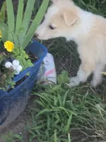 Sunny, a female Border Collie for sale in Rock, KS – 3 of 8