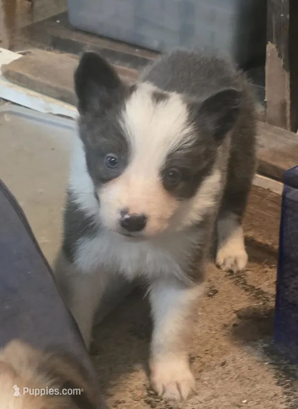 Dax – Border Collie puppy for sale in Rock, KS
