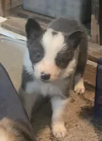 Dax, a male Border Collie for sale in Rock, KS – 1 of 2