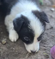 Sylvester , a male Border Collie for sale in Rock, KS – 9 of 10