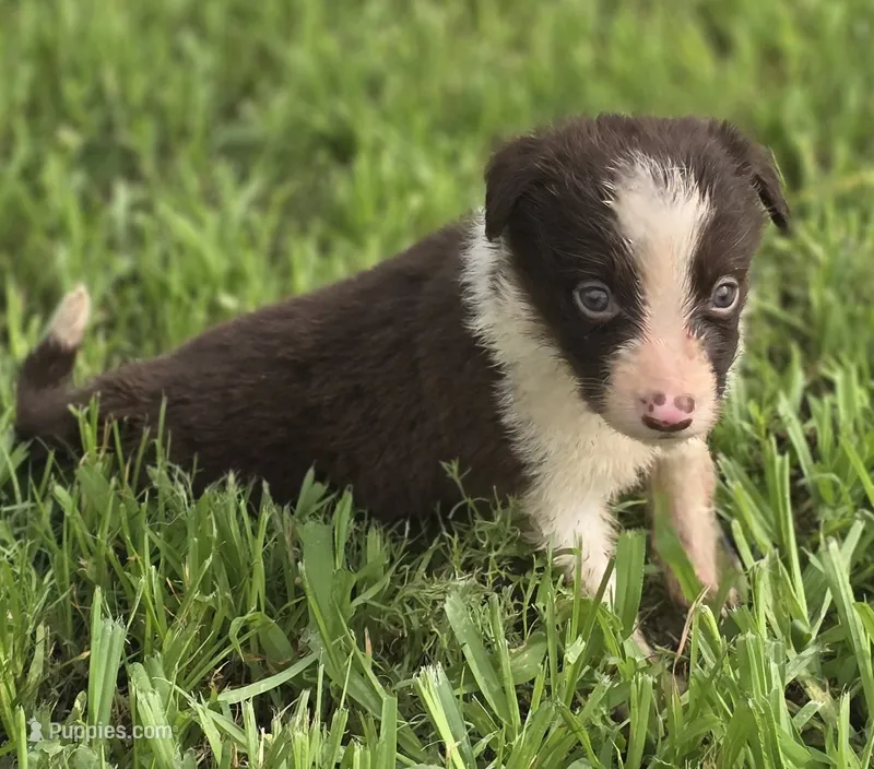 Destiny – Border Collie puppy for sale in Rock, KS